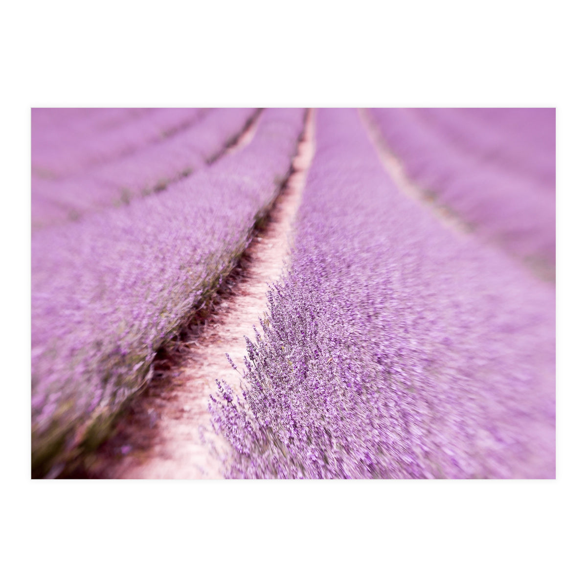 Lilac Love (Print Only)