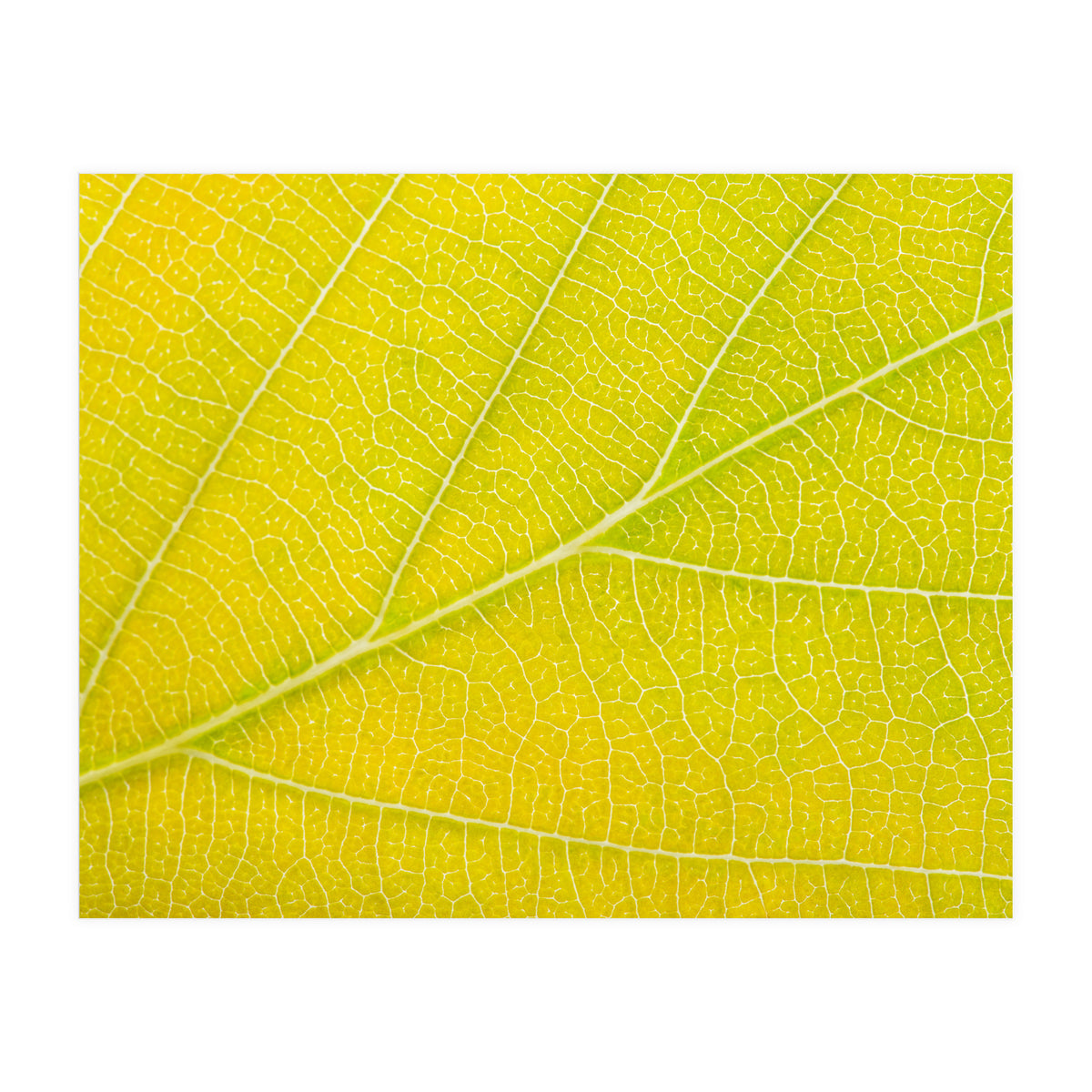 Autumn Leaf (Print Only)