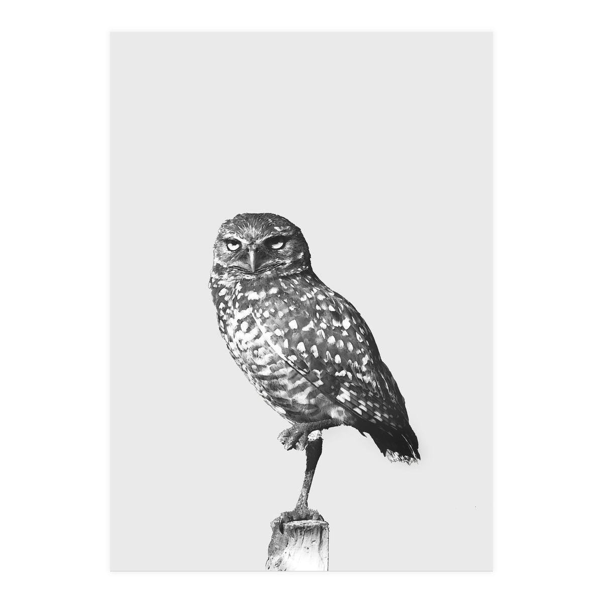 civetta (Print Only)