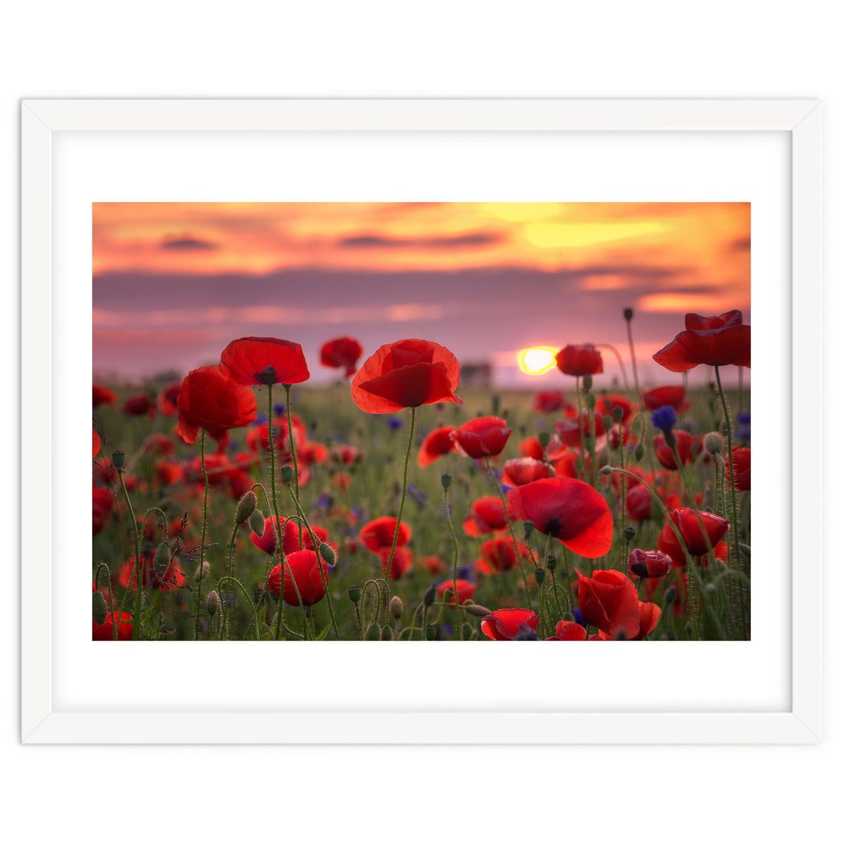 Poppies at Evening