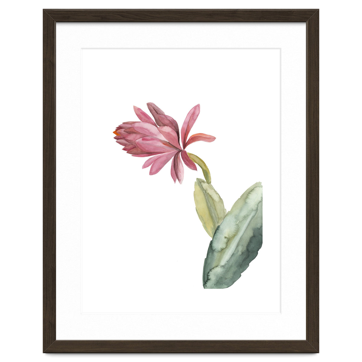 Botanical Illustration Pink Cactus Flower