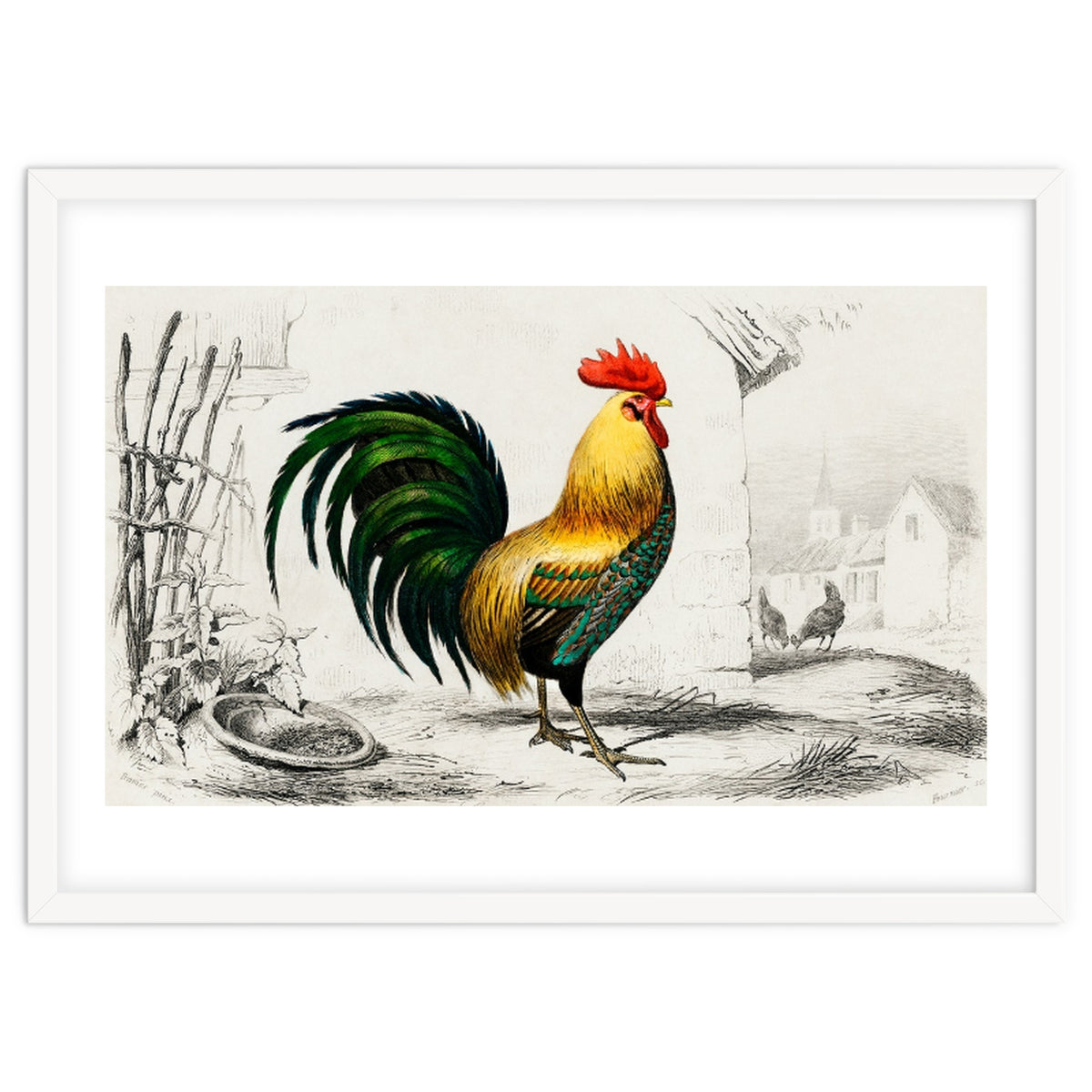 Cock illustrated