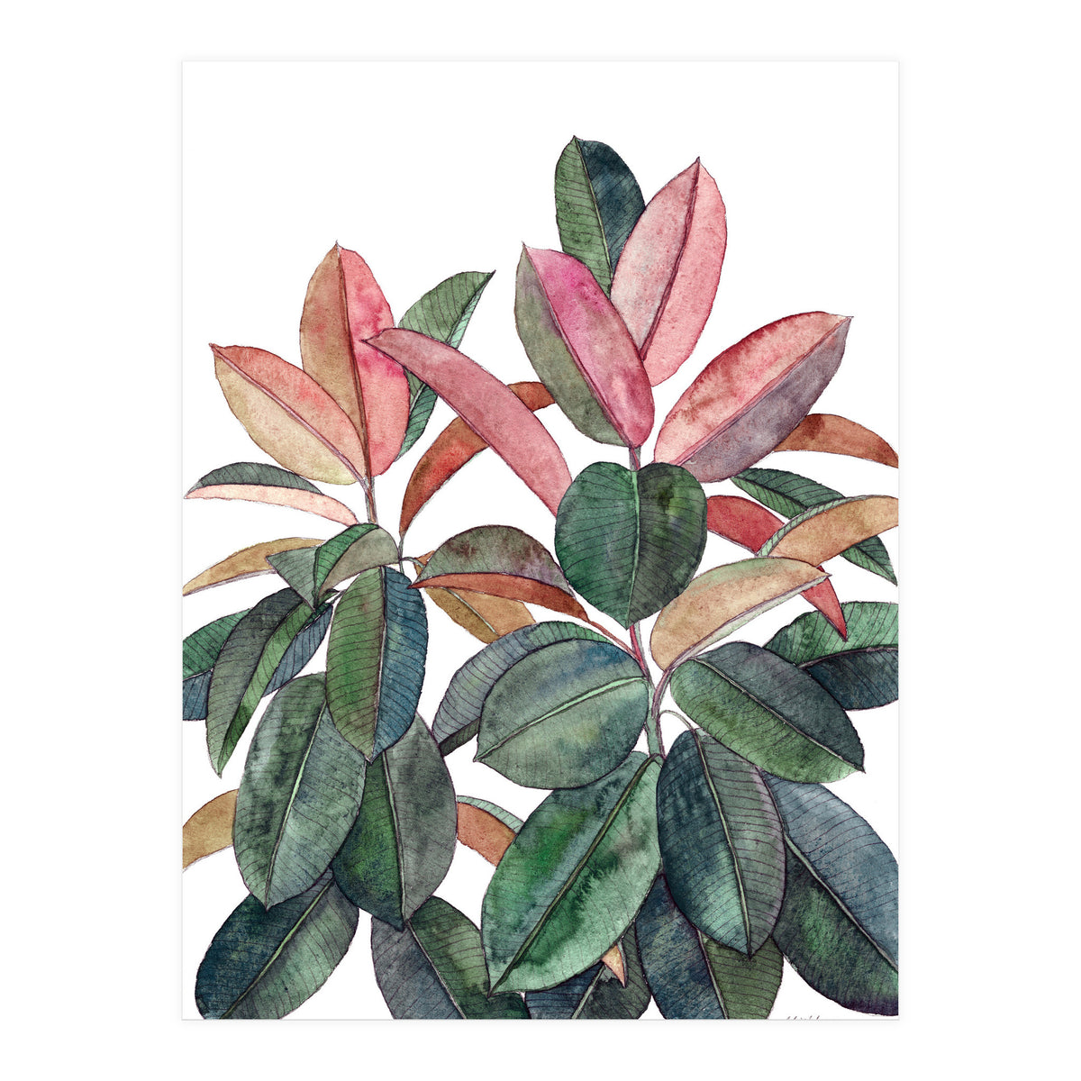 Rubber Plant (Print Only)
