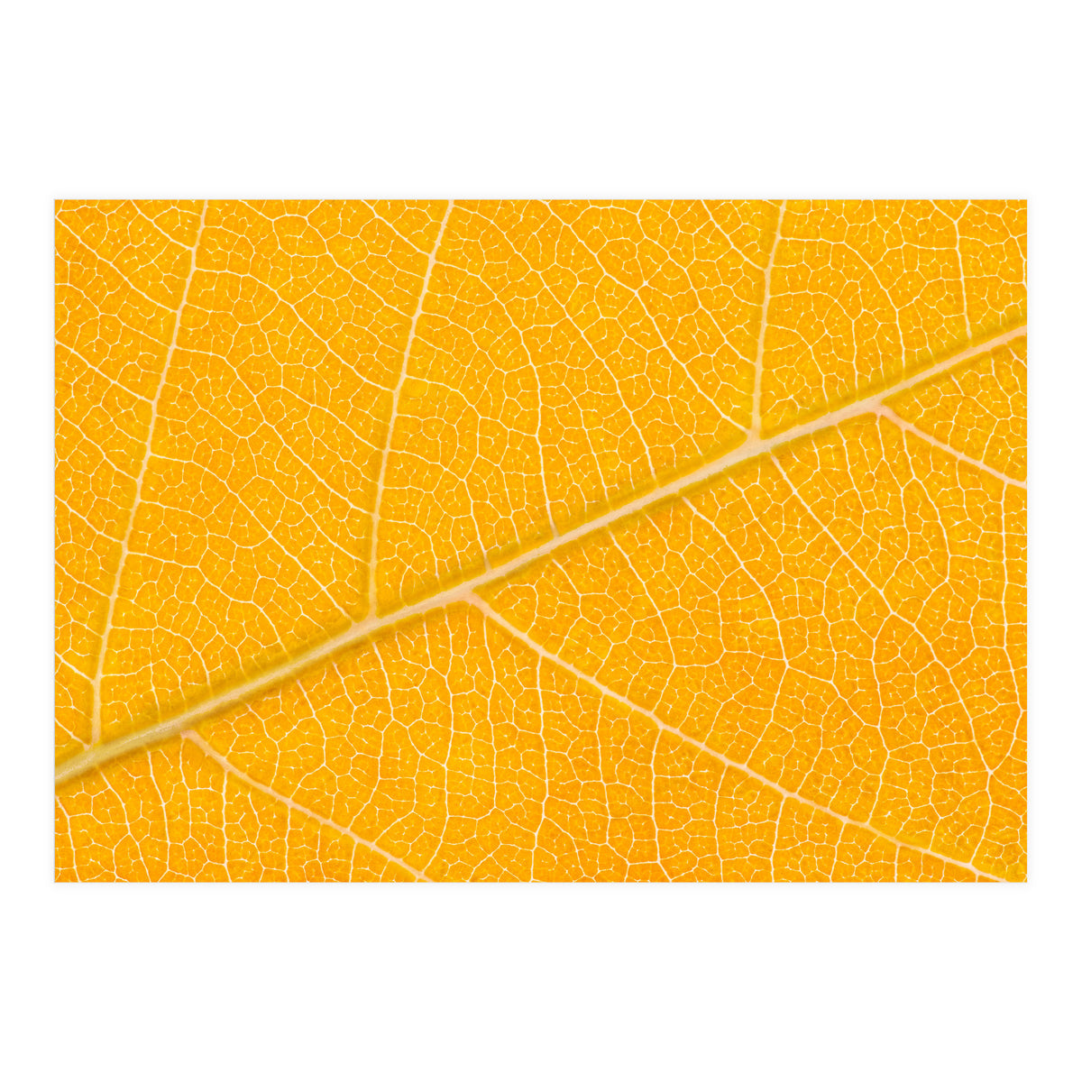 Autumn Leaf (Print Only)