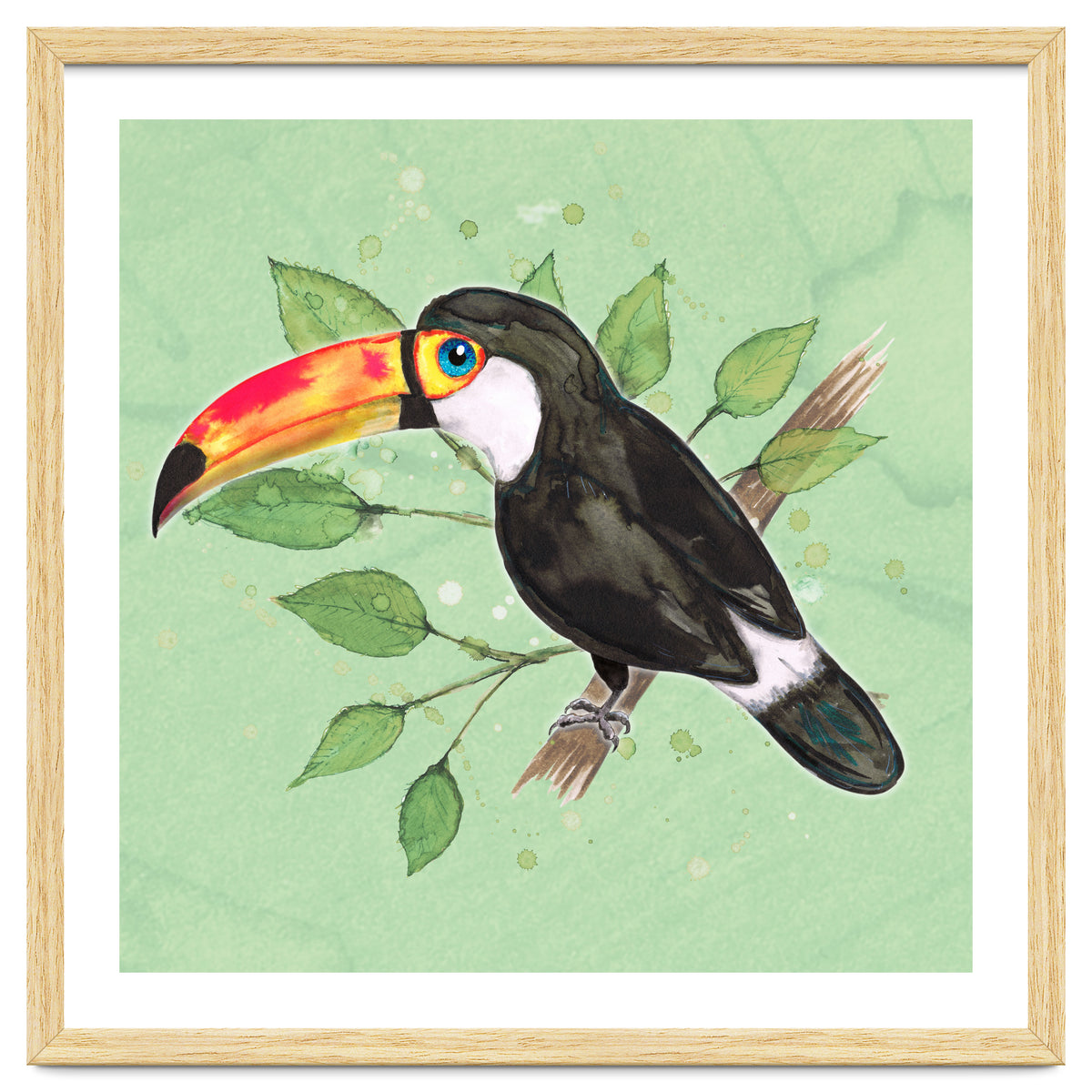 Toco toucan