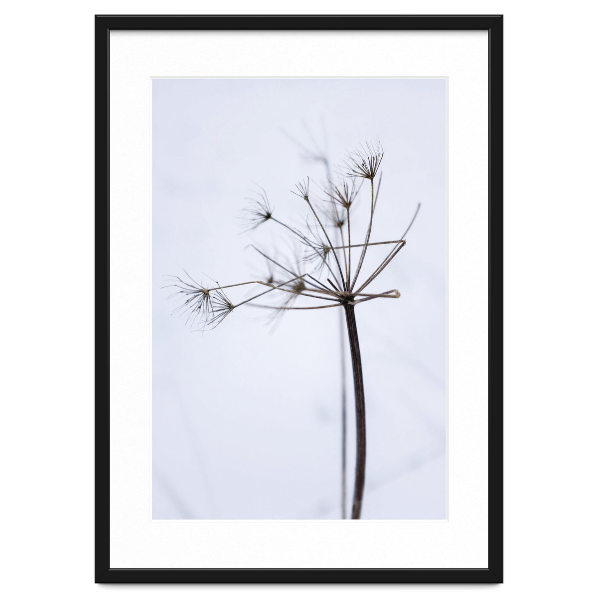 Wildflower in Winter