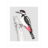 Great spotted woodpecker (Print Only) thumbnail