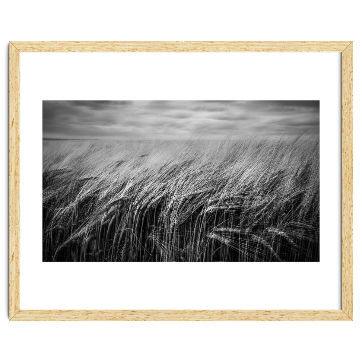 Moody Barley Field