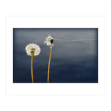 Common dandelions (Print Only) thumbnail