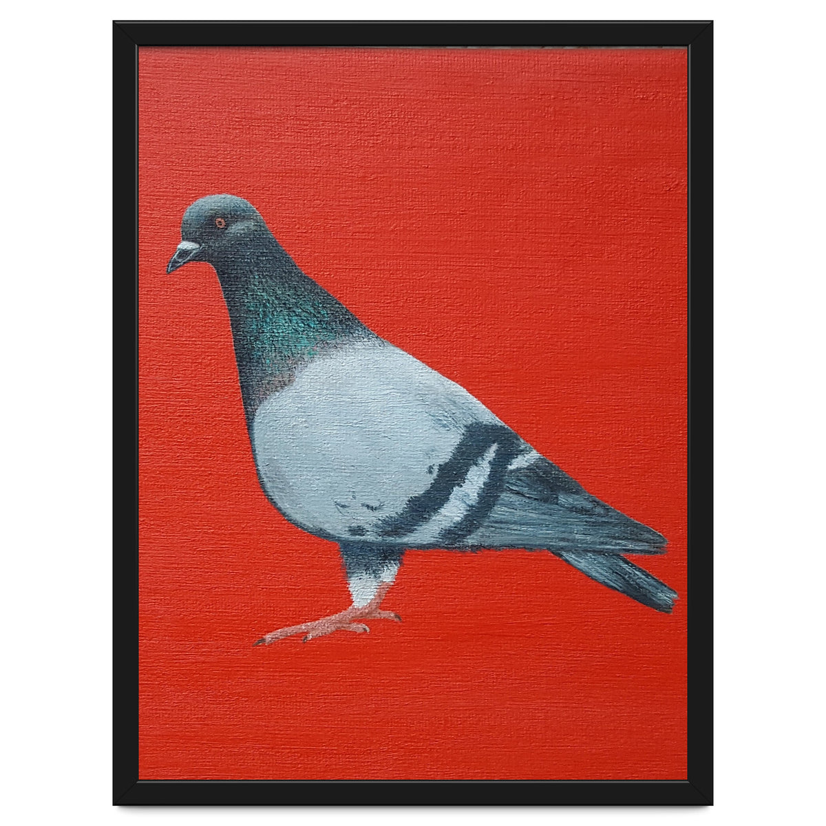 Pigeon