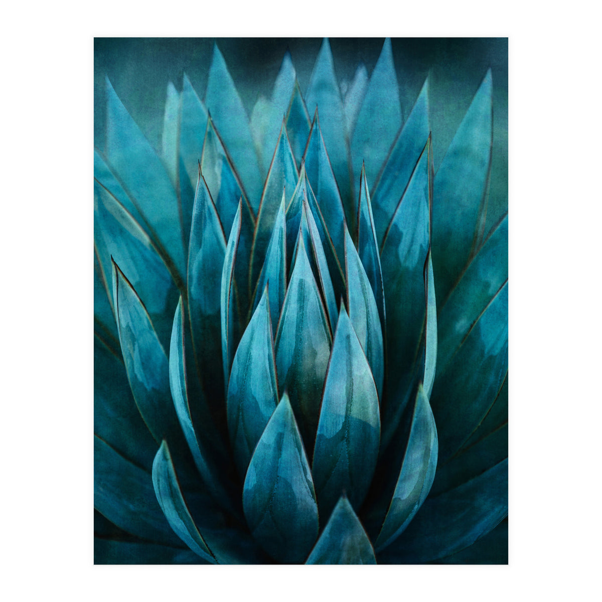 Blue Succulent (Print Only)