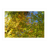 Colors Of Fall (Print Only) thumbnail
