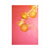 Jelly #3  (Print Only) thumbnail