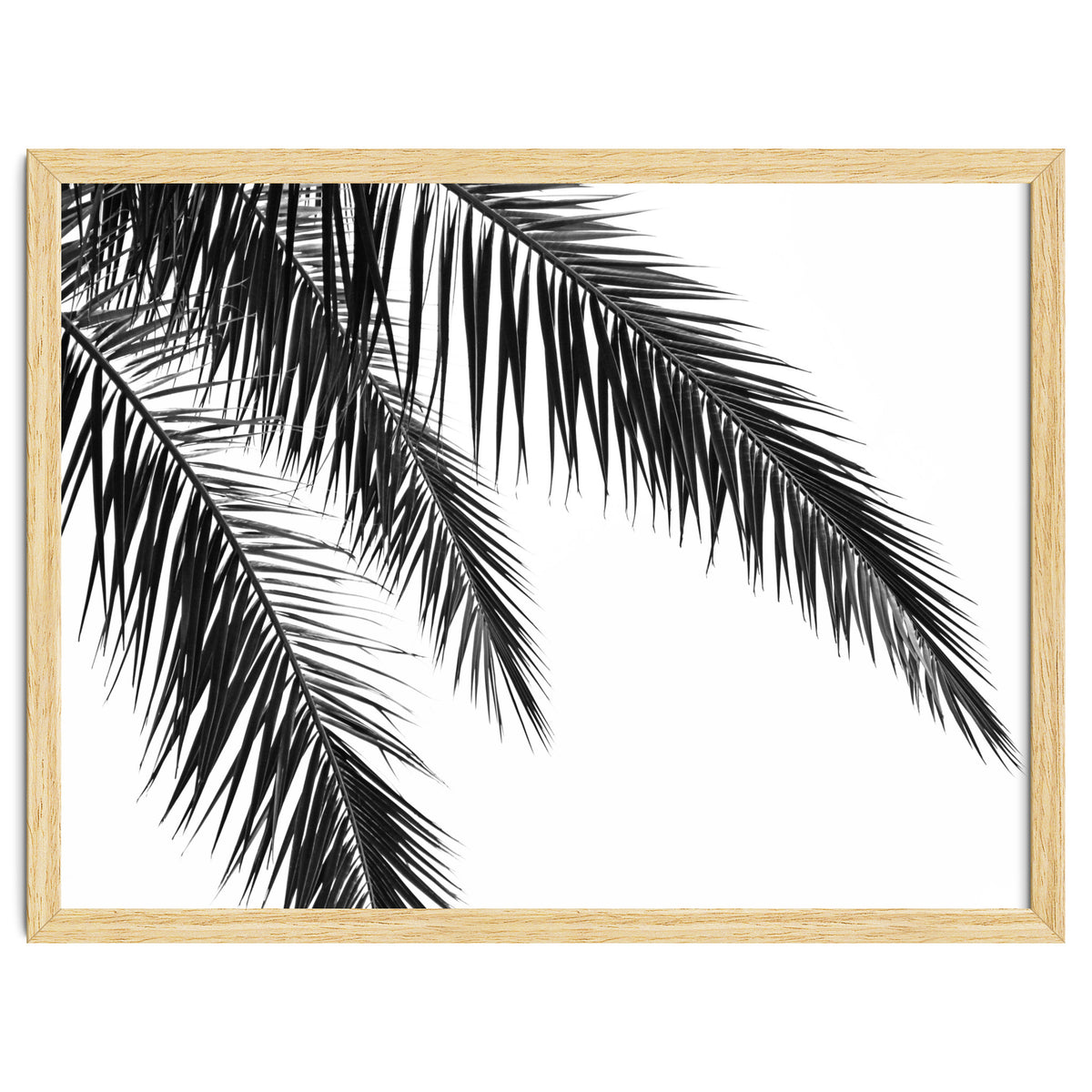 Palm Leaves