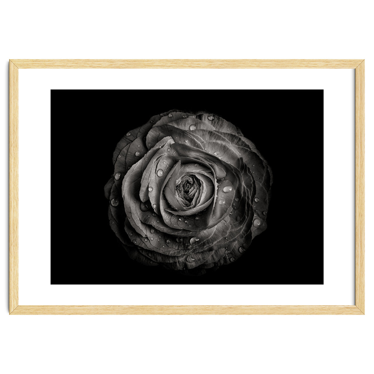 Backyard Flowers In Black And White 72