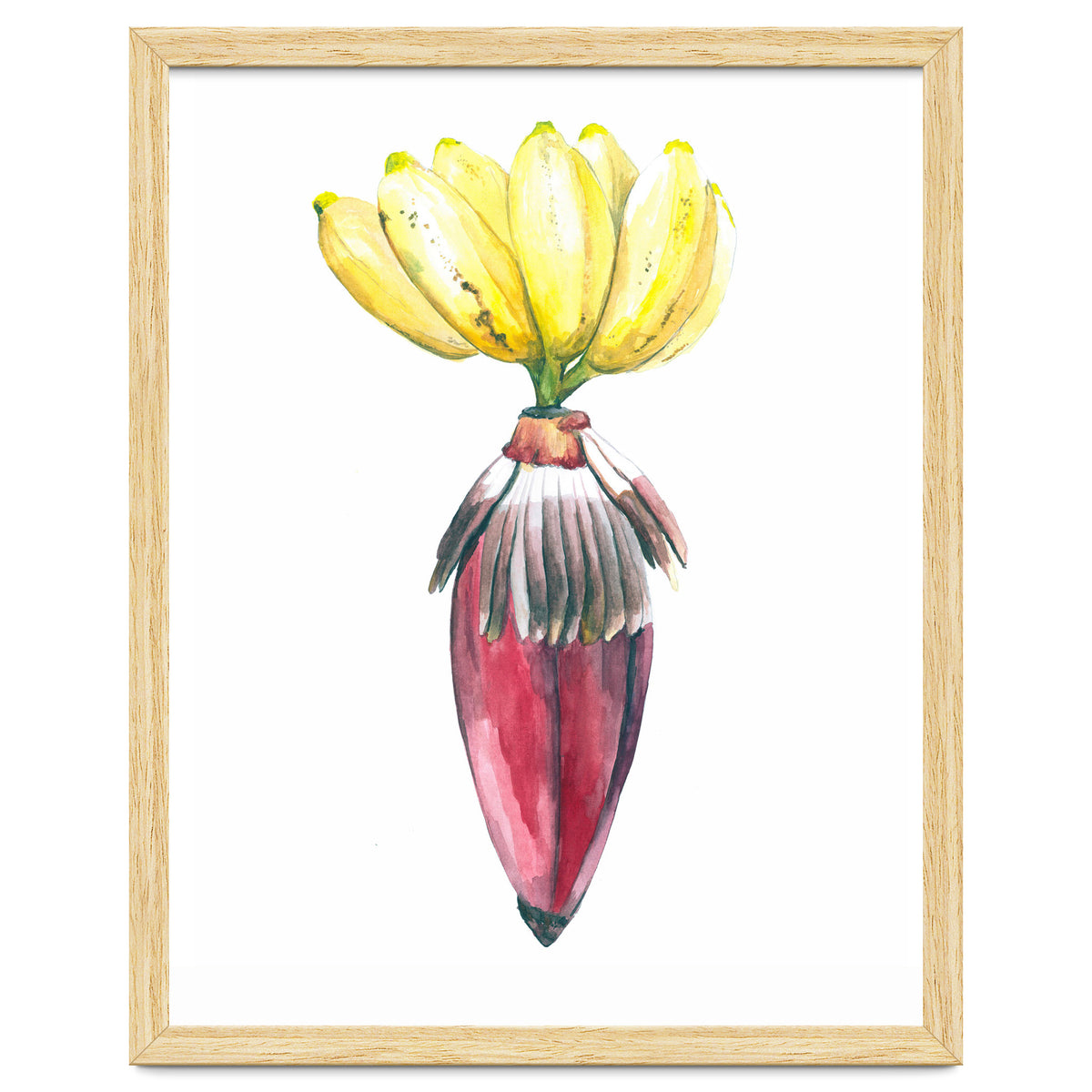 Botanical Illustration Banana