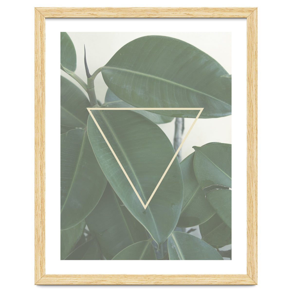 ficus triangle