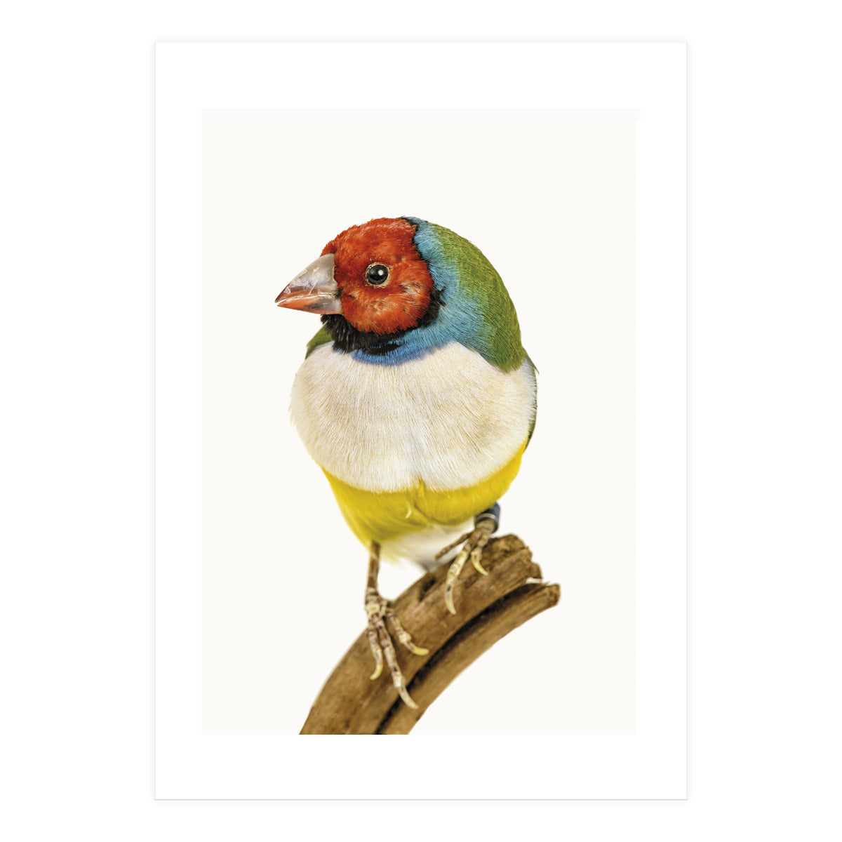 Cc Birds 06 (Print Only)