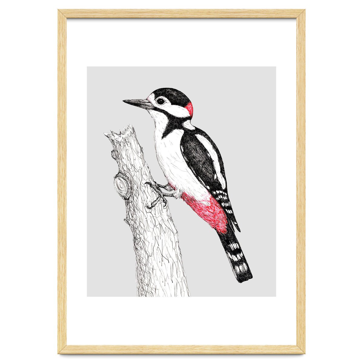 Great spotted woodpecker