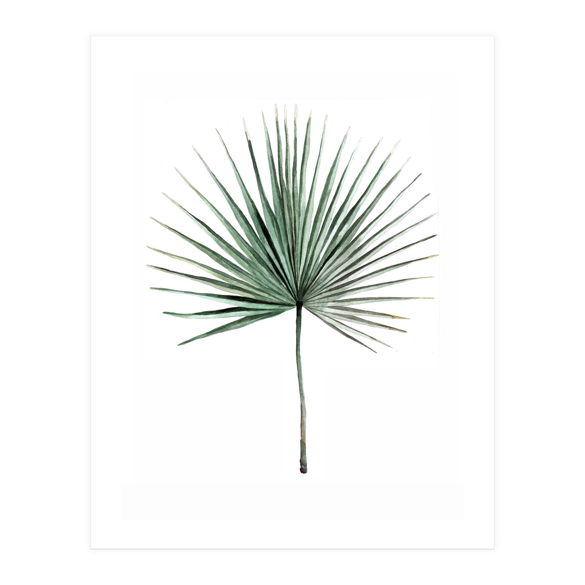 Botanical Illustration Fanpalm (Print Only)