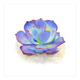 Blue Echeveria Succulent (Print Only) thumbnail