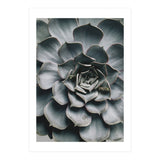 pianta grassa (Print Only) thumbnail
