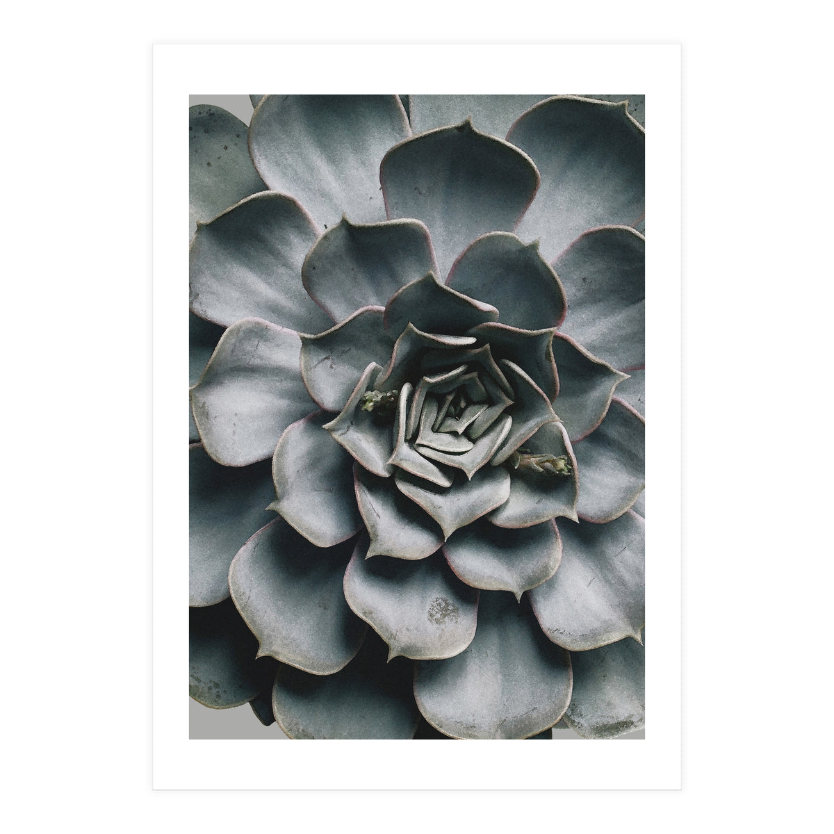 pianta grassa (Print Only)