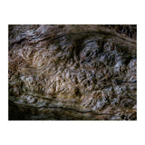Burlwood pattern in tree  (Print Only) thumbnail