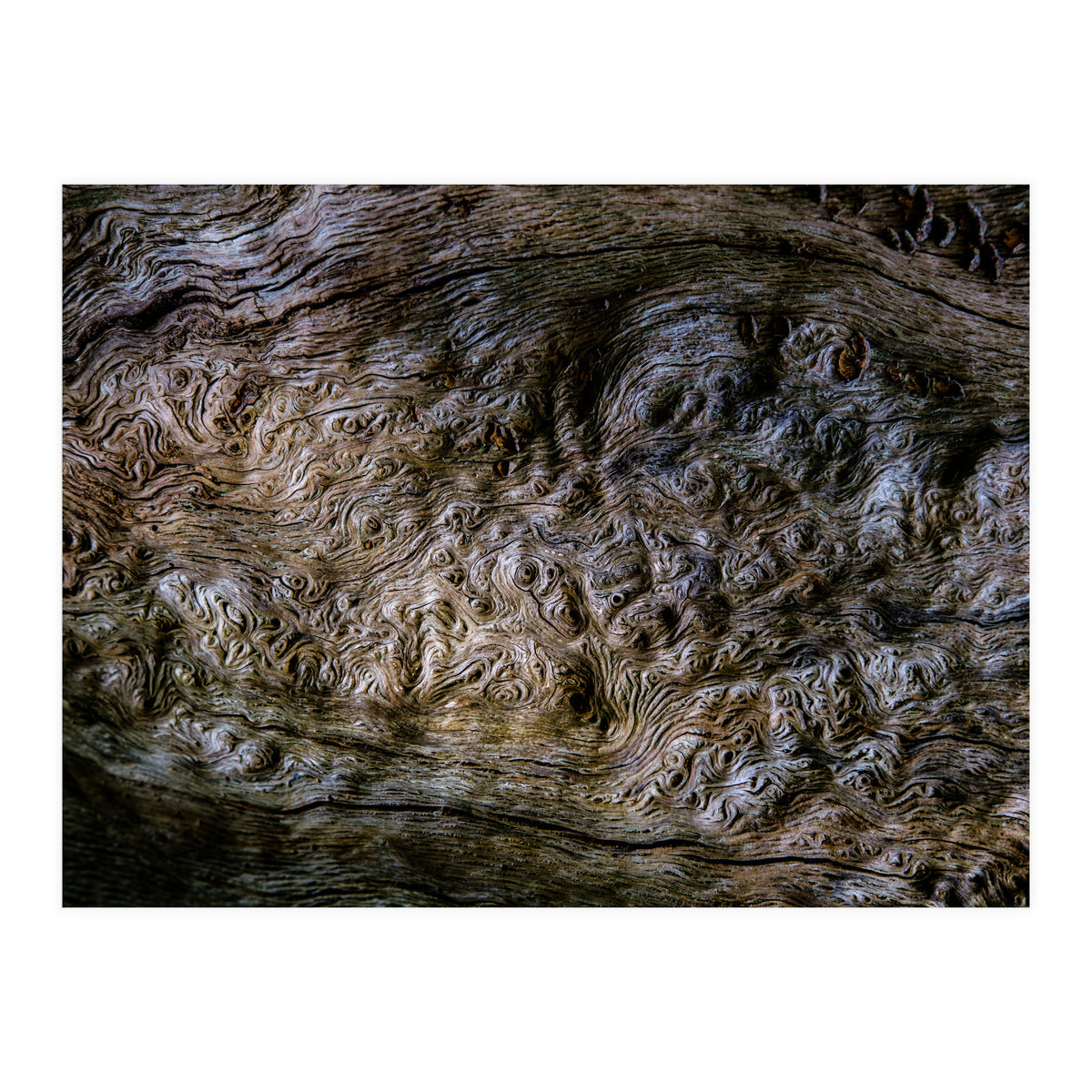 Burlwood pattern in tree  (Print Only)