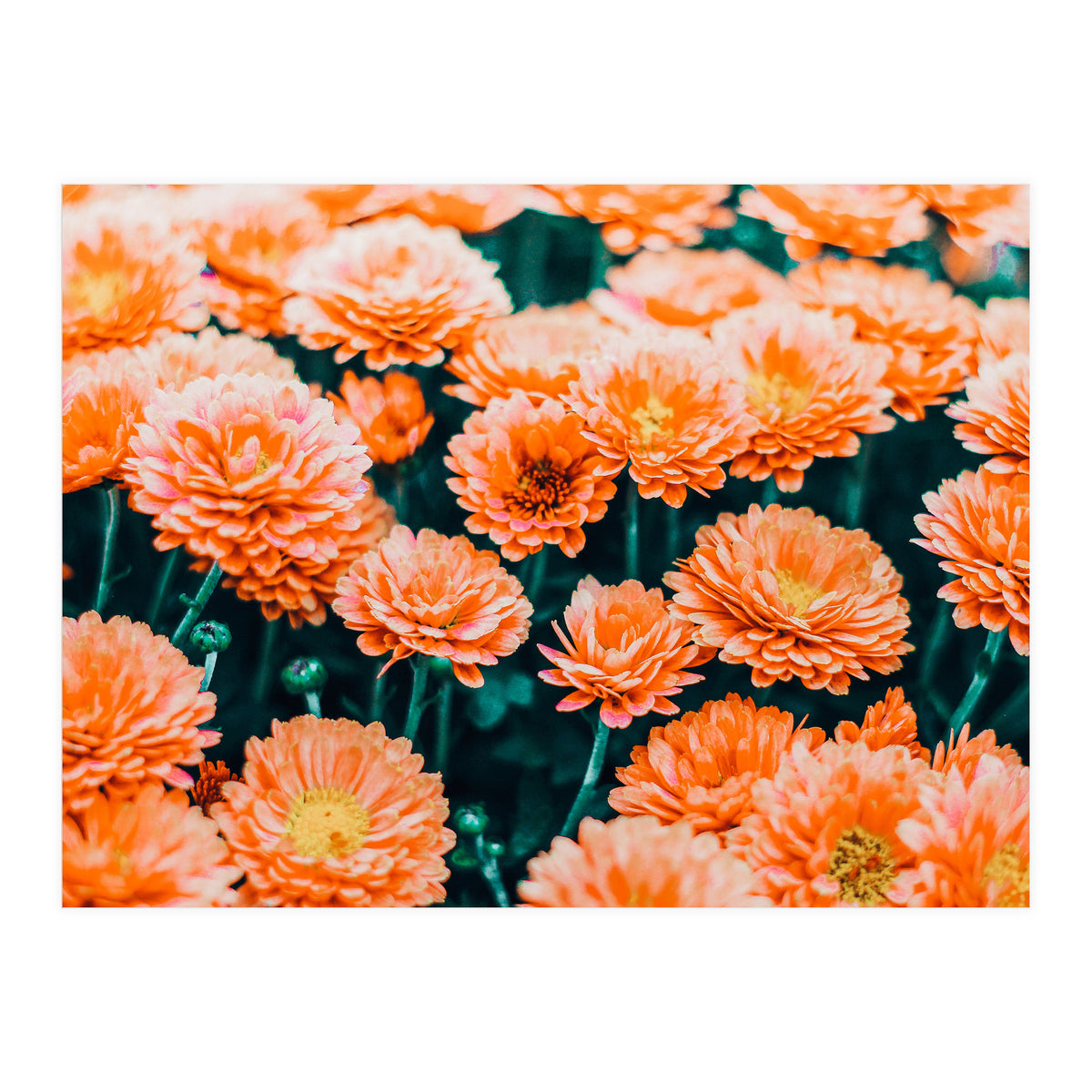 February (Print Only)