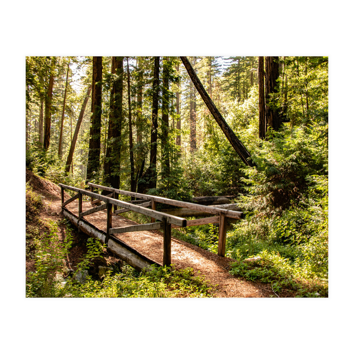 Ewoldsen Trail Bridge  (Print Only)