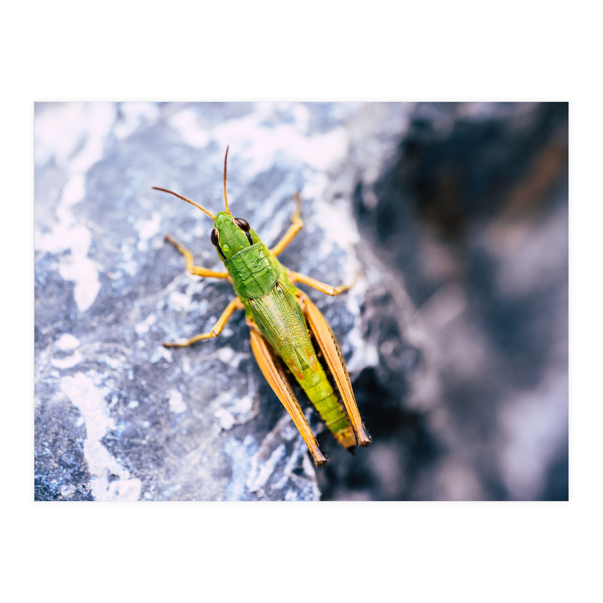 Acid Green (Print Only)