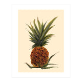 Pineapple (Print Only) thumbnail