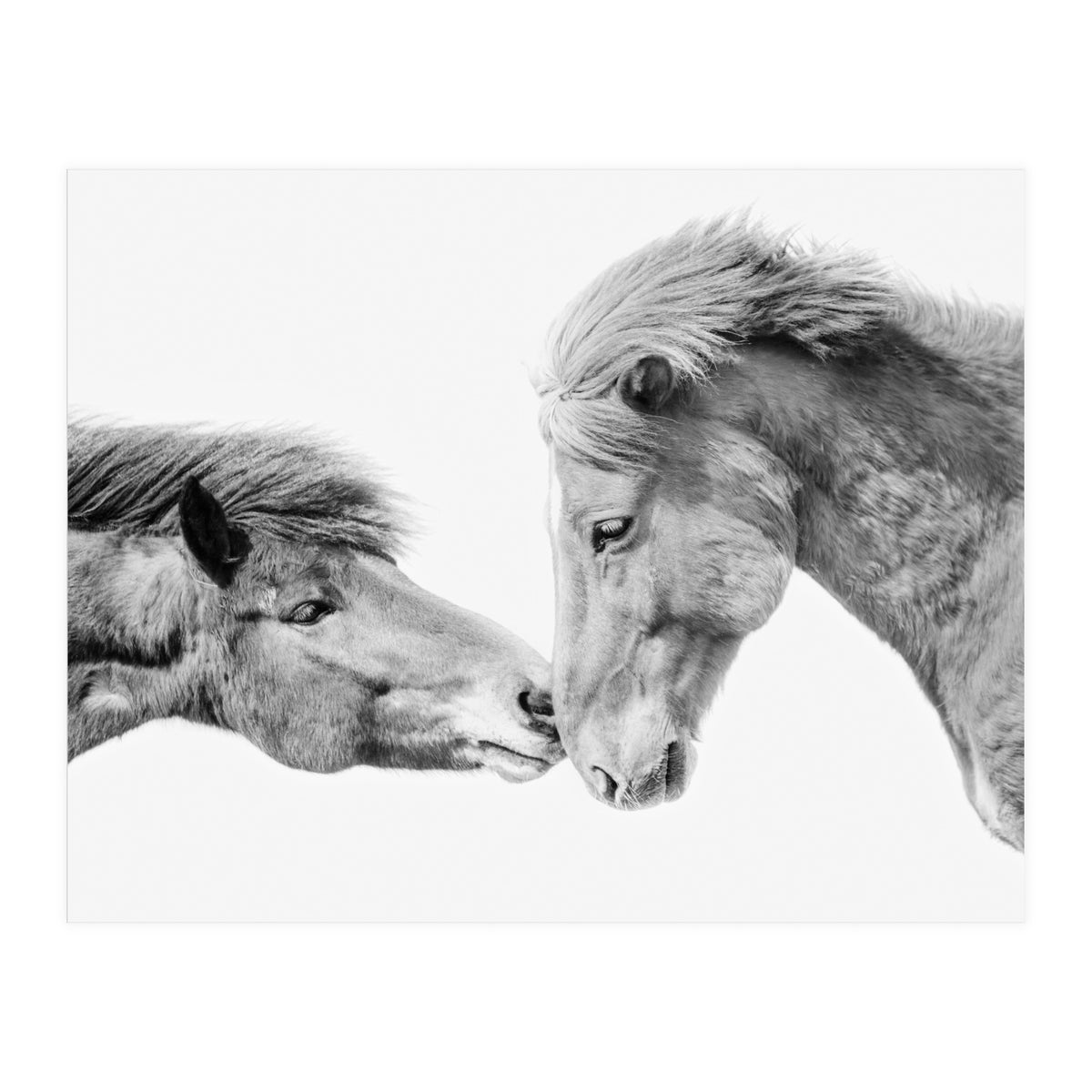 Horse Love in Iceland (Print Only)