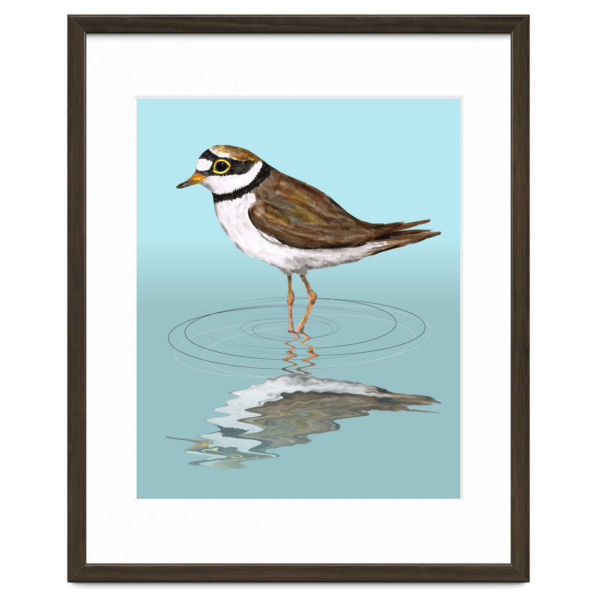 Little ringed  plover