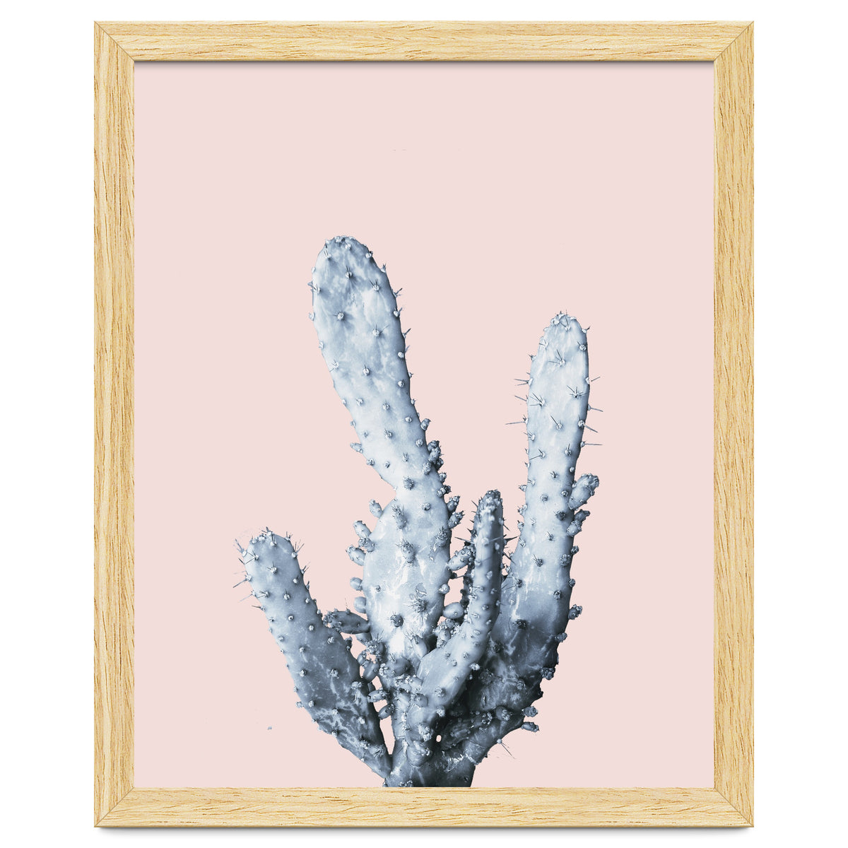 Cactus collection BL-I