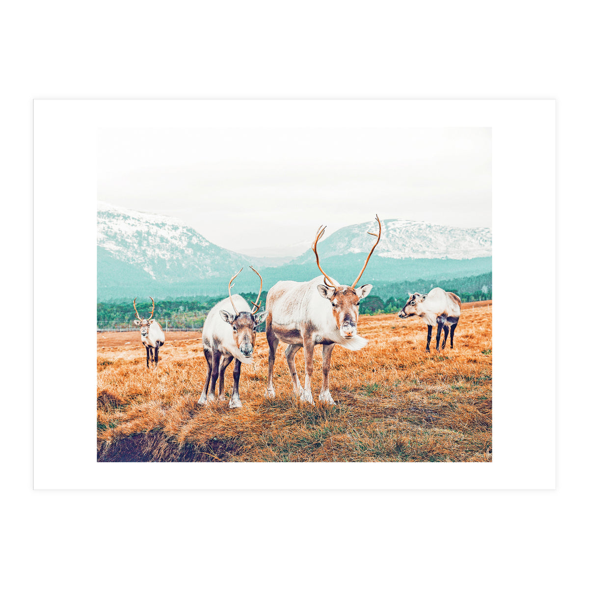 Curious Winter (Print Only)