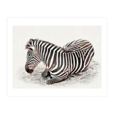 Zebra (Print Only) thumbnail