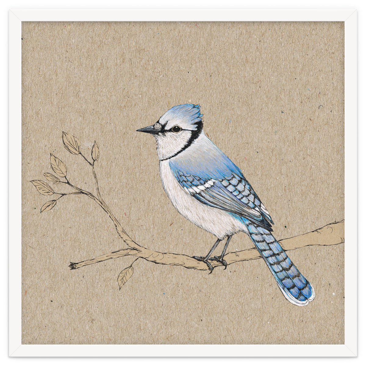 Blue jay