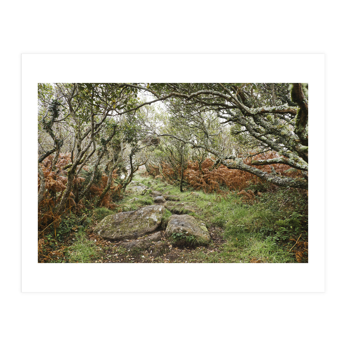 Undergrowth (Print Only)
