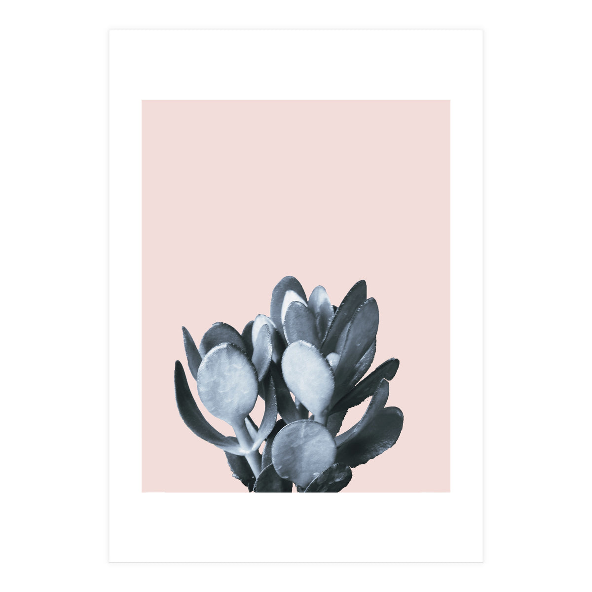 Cactus collection BL-II (Print Only)