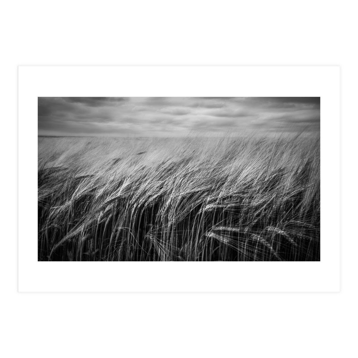 Moody Barley Field (Print Only)