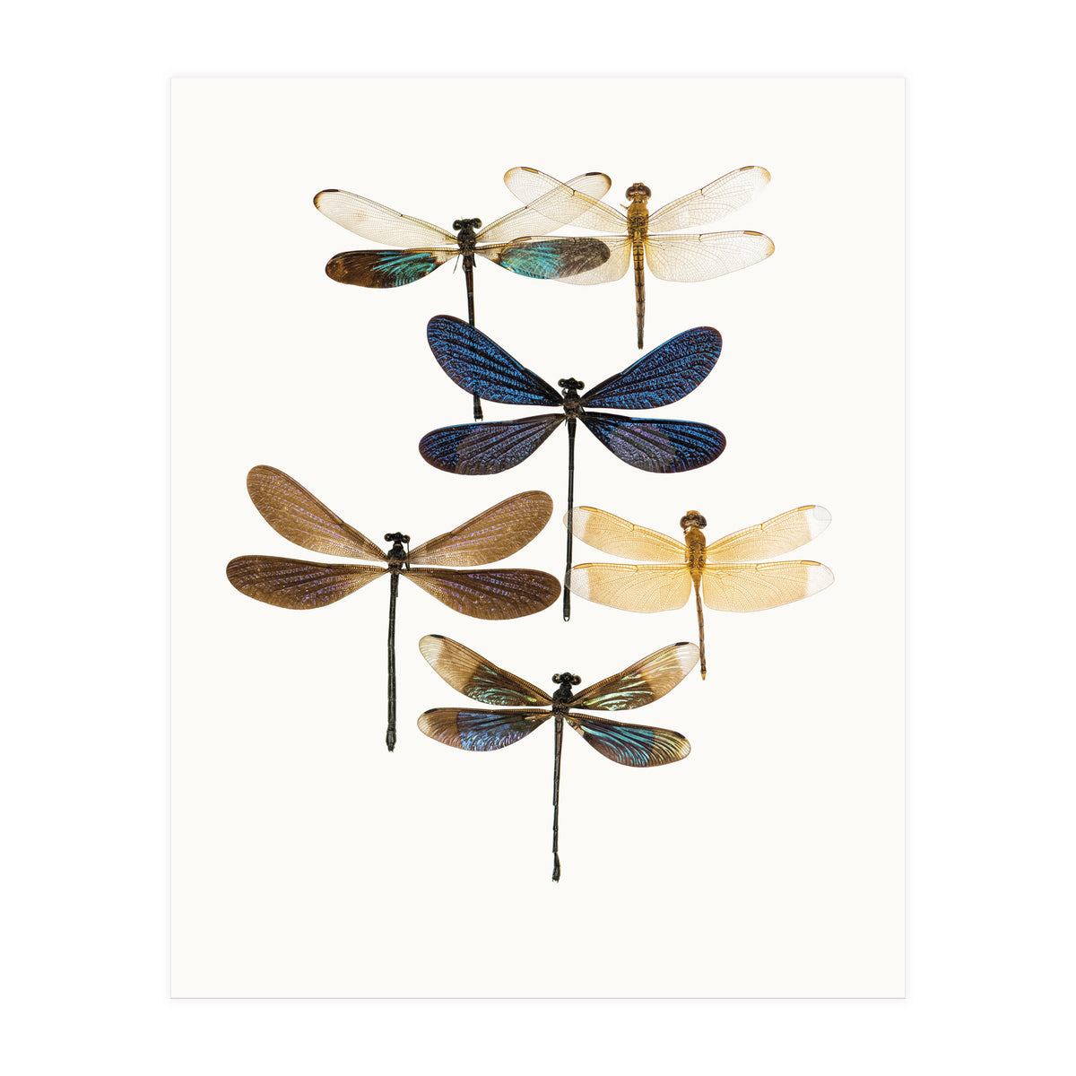 Cc Insects 10 (Print Only)