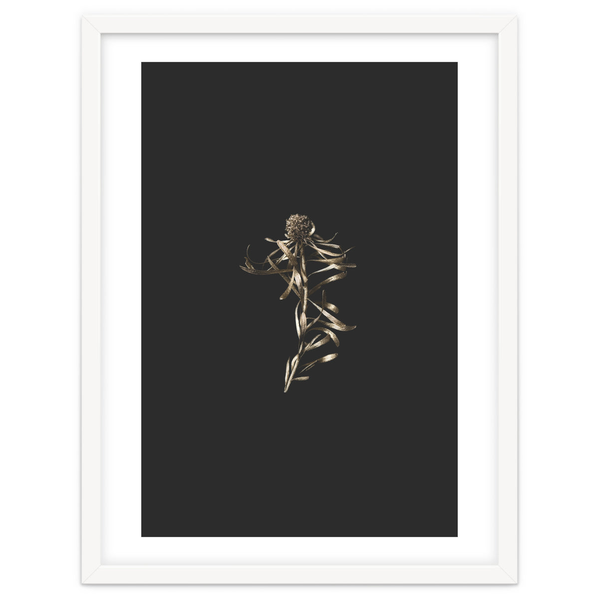 Magical Golden Fynbos