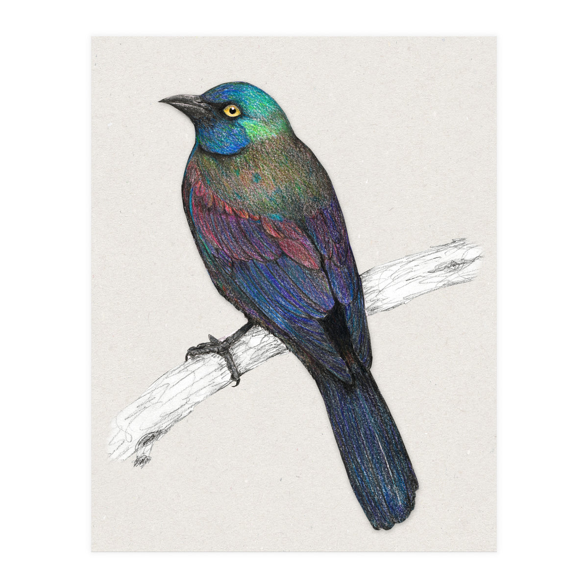 Common Grackle (Print Only)