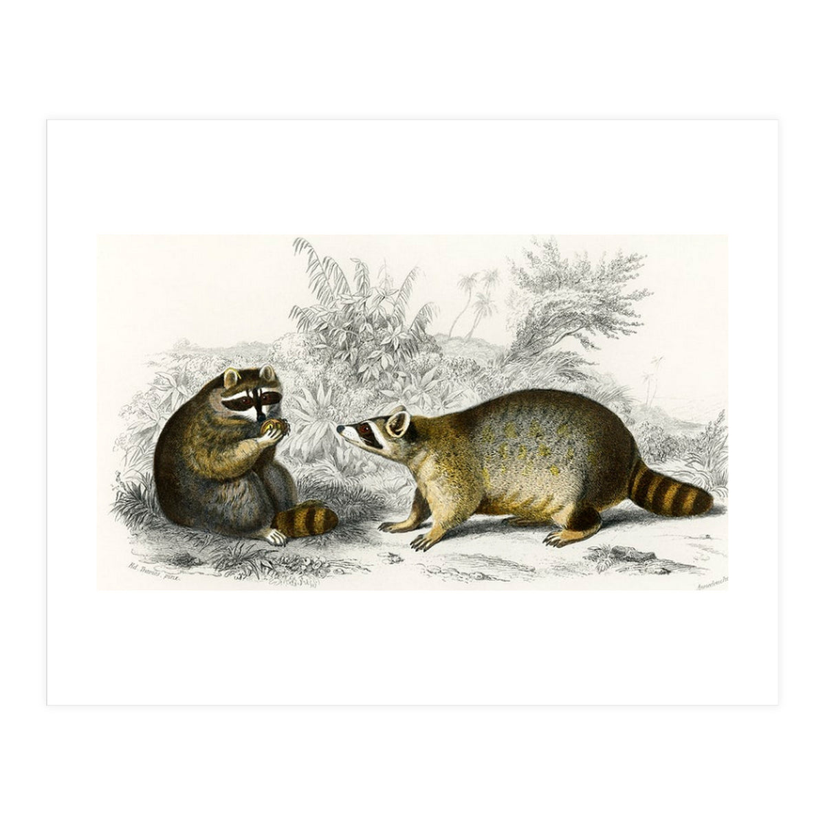 Raccoon illustrated (Print Only)