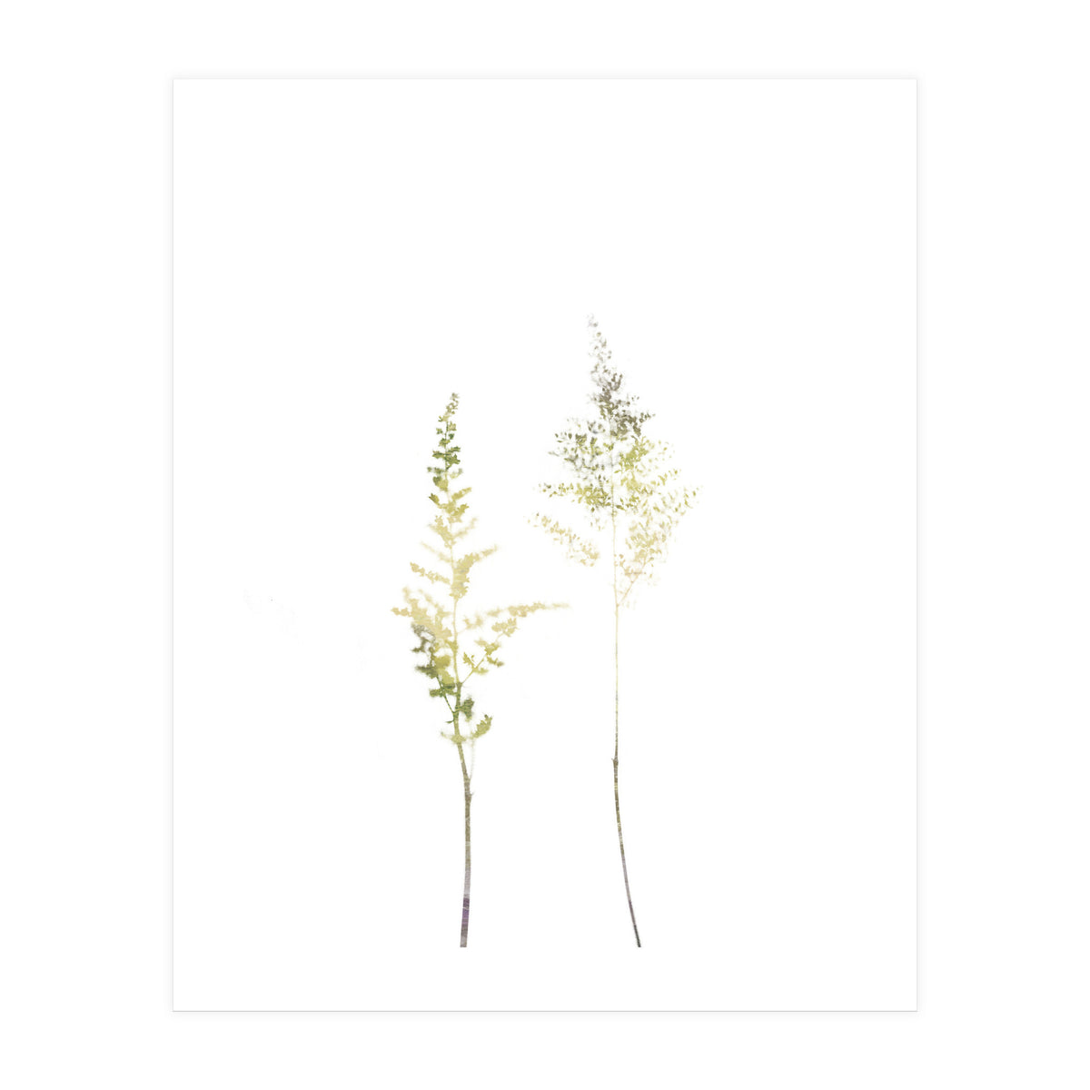 Neutral Astilbe (Print Only)