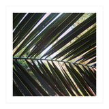 Palm leaf (Print Only) thumbnail