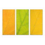 Autumn Leaves (Print Only) thumbnail