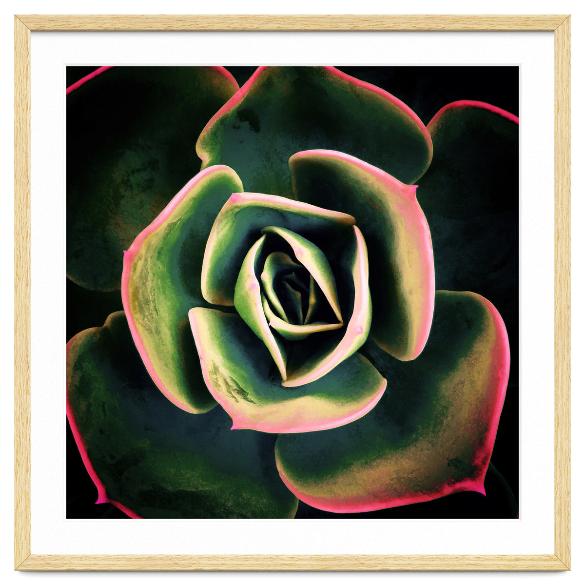 DARKSIDE OF SUCCULENTS XV